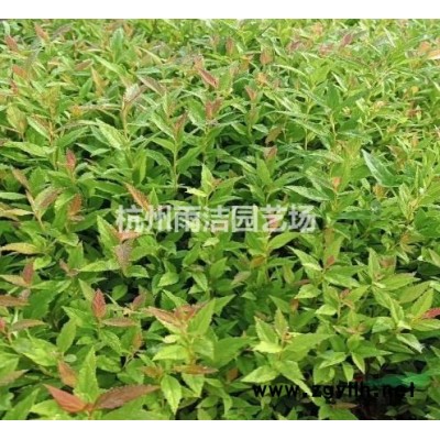 低价榉树热销中 榉树16公分 16公分榉树 质量好价格实惠！