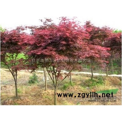 苗圃常年低价供应榉树，红榉，红榉树11公分，欢迎随时来电联系