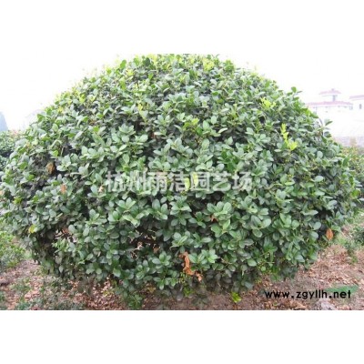 常年供应4公分榉树 红榉树 2-30公分 欢迎随时联系！