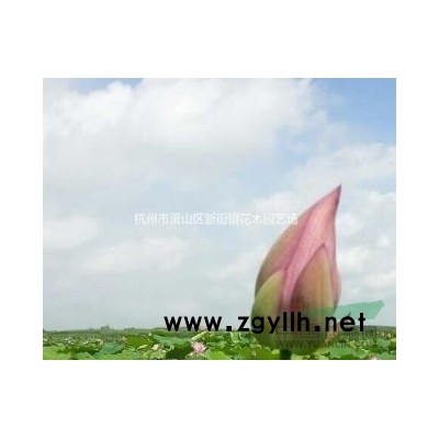 常年供应紫叶小檗，紫叶小檗球，欢迎联系！