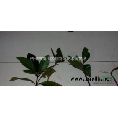 现货茶花供应 价格美丽 欢迎随时联系！谢谢！