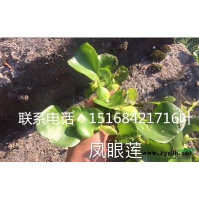 自产自销，供应紫薇 丛生紫薇等 价低质量好，欢迎您随时联系！