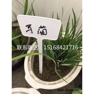 现货供应细叶芒 班叶芒 花叶芒等各类芒草 欢迎随时联系！