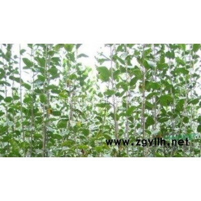 大量出售金鱼藻 狐尾藻 狐尾草 苗圃大量直销