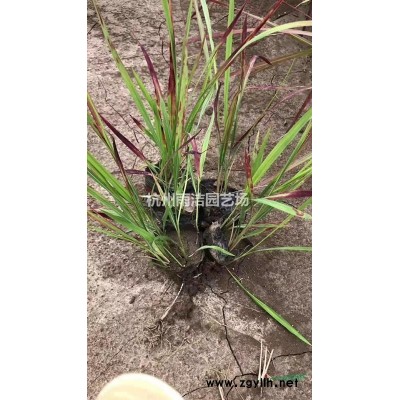 浙江地区供应各类水生植物草花价格低