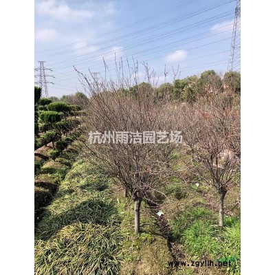 水生植物大量供应 各种藻类 浮水类植物 菹草大量供应