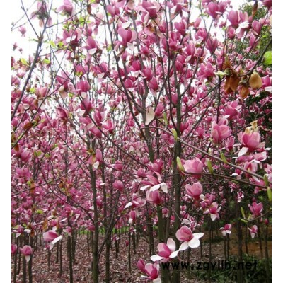 水白菜大量供应 水生植物草花苗低价热销中 欢迎随时联系！