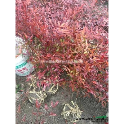 处理一批铁树，规格完整，价格低