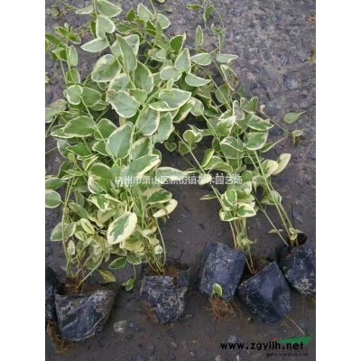 浙江地区供应蓬径P2.5~P4米桂花