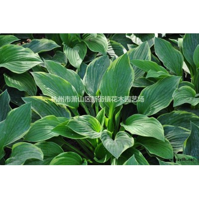 浙江地区优惠供应H1.2米P1.2米火棘球