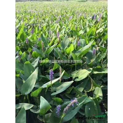 低价处理1.5米~1.8米金森女贞球 样子好