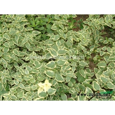 轮叶黑藻 各种藻类 浮水类植物，大量供应 低价直销