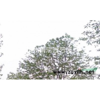 低价处理1.5米~1.8米海桐球