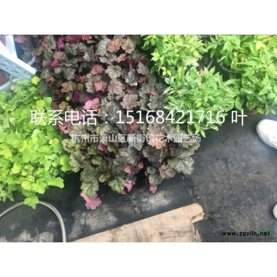 5公分紫薇上车价