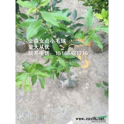 现有一批规格完整处麦冬草海桐球金森女贞球出售有限期15天