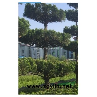 公司处理价麦冬草，有限期15天