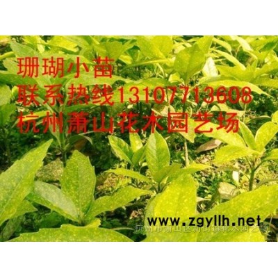 浙江地区供应金边黄杨小毛球