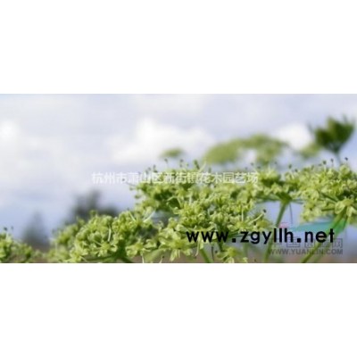 金丝桃、金边黄杨、红叶石楠