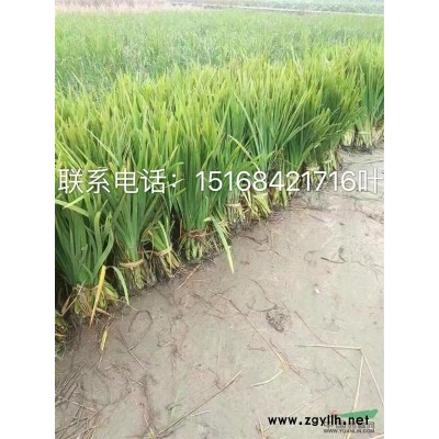 海桐、金森女贞、红叶石楠