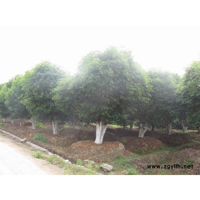 红叶石楠扦播小苗