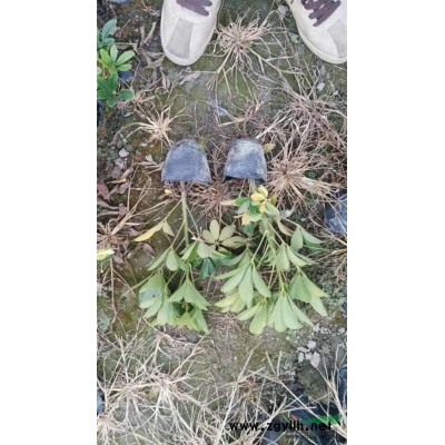 自产自销大量出售垂柳1-20公分