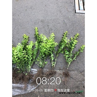 垂柳，西府海棠。垂丝海棠，紫薇，晚樱，早樱，紫玉兰，鸡爪槭