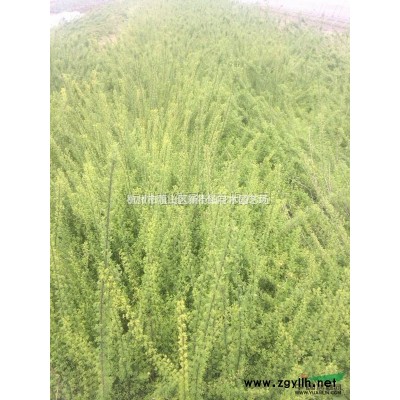 浙江地区供应8-10公分意杨现货上车