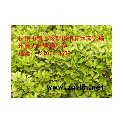 2014秋季银杏苗木价格表、实生、嫁接、小苗、种子