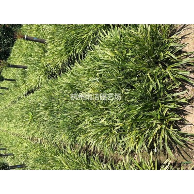 浙江地区大量供应大叶女贞冬青