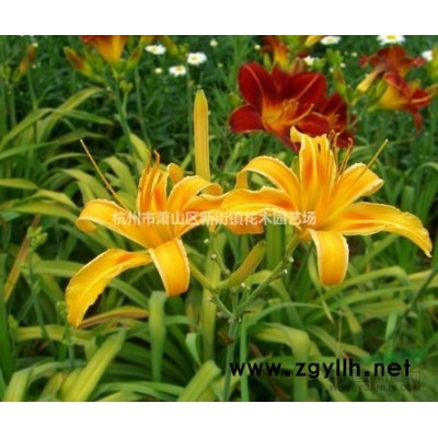 1.1米-1.2米精品桧柏