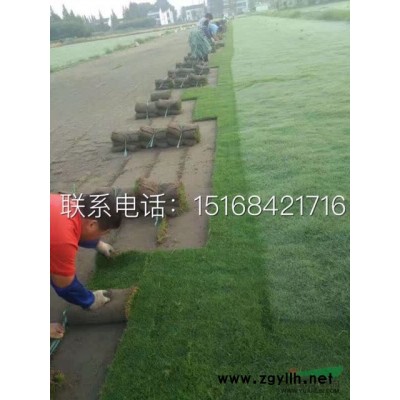 红叶石楠小毛球