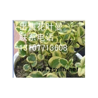 草花类热门品种