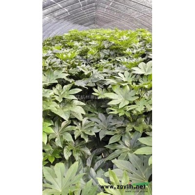 鼠尾草盆苗
