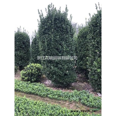 2019年大量金边黄杨毛球，海桐毛球，金森毛球，金叶毛球，大