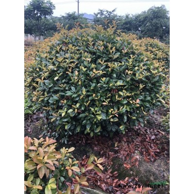 法国冬青，夹竹桃、木芙蓉、紫荆、花石榴、花桃、木槿、鸡爪槭