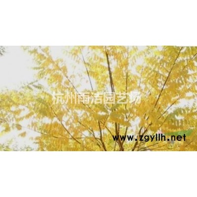 浙江地区供应高度H1.5米蓬径P1.5米精品红花继木球