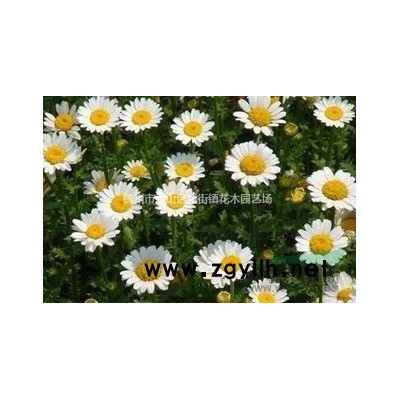 浙江地区供应各规格金森女贞球