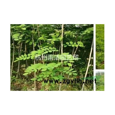 独杆大叶黄杨球