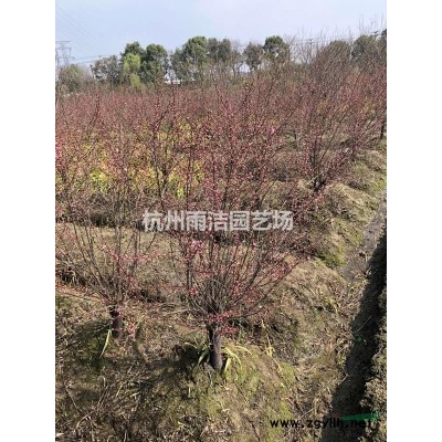 直升龙柏、木槿、花石榴