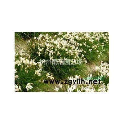 浙江地区供应各公分规格法国冬青高3~4米 苗子粗壮不脱脚