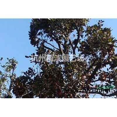 木绣球，木绣球小苗