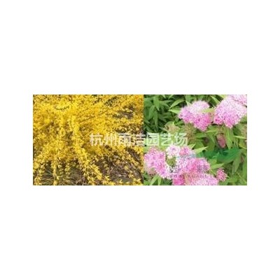 无患子、紫薇，鸡爪槭、