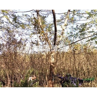 金边黄杨、十大功劳、六月雪、红叶石楠、花叶珊瑚