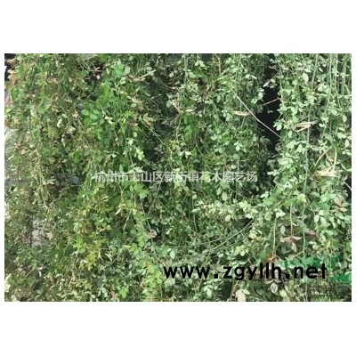 大量金森、红花继木、桧柏、龟甲冬青等小苗