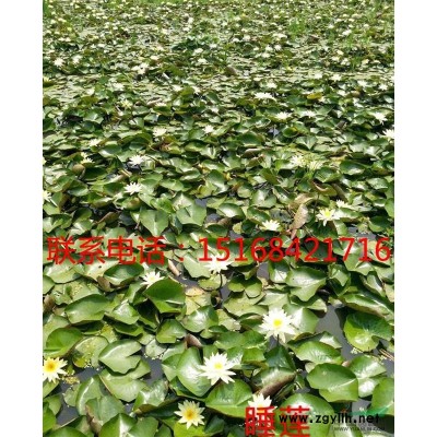 乌桕、海滨木槿