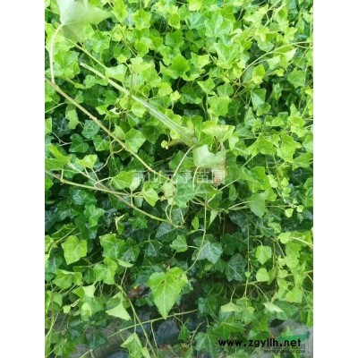 粉花绣线菊，绣线菊毛球