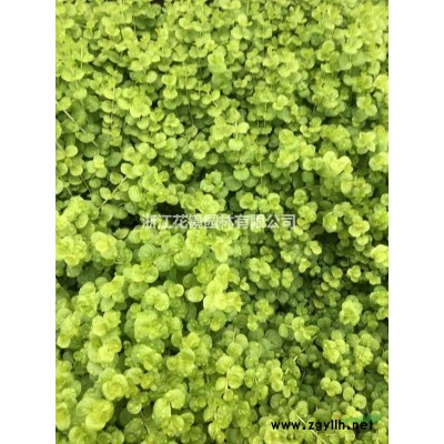 西洋杜鹃，夹竹桃、木芙蓉、紫荆、花石榴、花桃、木槿、鸡爪槭。