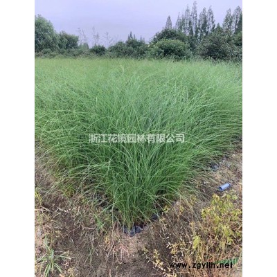 洒金珊瑚，紫薇、海棠、夹竹桃、木芙蓉、紫荆、花石榴、花桃、木