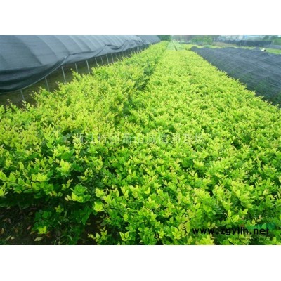 金禾女贞，大叶黄杨、金边黄杨、龙柏、毛娟、茶梅、南天竹