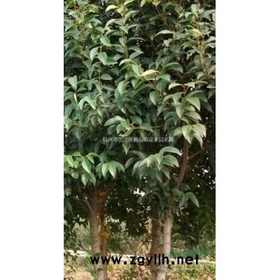 浙江地区供应各规格大小工程苗